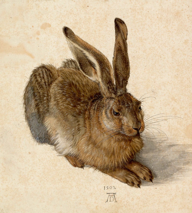 Der Feldhase ist der Titel eines Aquarells von Albrecht Dürer und die wohl bekannteste aller Naturstudien Dürers, Entstehungsjahr 1502.