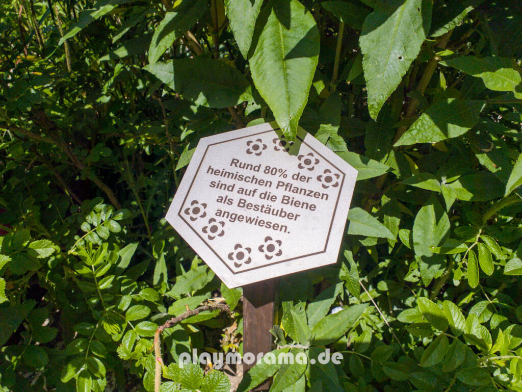 Schild mit Text: Rund 80% der heimischen Pflanzen sind auf die Bestäubung durch Bienen angewiesen.