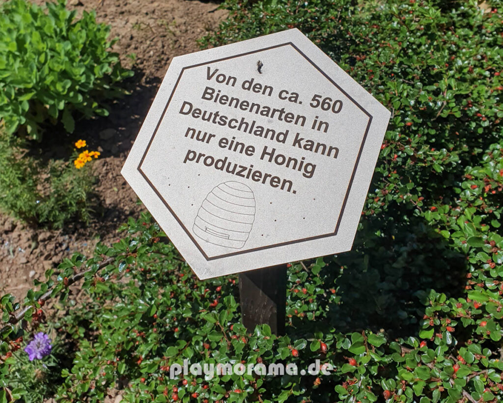 Schild mit Text: Von den ca. 560 Bienenarten in Deutschland kann nur eine Honig produzieren.
